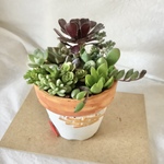植木鉢の多肉寄せ植え