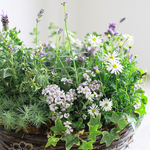 ２種のラベンダー寄せ植えギャザリング