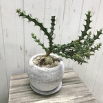 Euphorbia knuthii  ユーフォルビア クンチー ユーホルビア 狗奴子キリン  セメント鉢