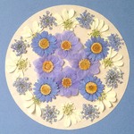 押し花セットB＜組み立てのお花＆ノースポール＆オルレア他＞
