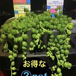 ︎ ✳️お買い得な②pot✳️ボリューミーなグリーンネックレス✳️※おまとめ買い可能‼️