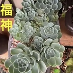 ✳️多肉植物/七福神/cut/4-5センチ/①つ/※複数はコメントを✳️