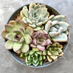 多肉植物カット苗【寄せ植えにどうぞ🌸】