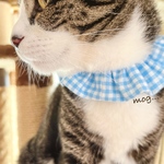 みずいろギンガムチェック猫シュシュ首輪