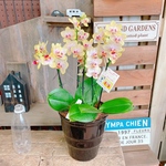 現品ラスト♡【カワイイお色の素敵な胡蝶蘭】陶器鉢入り♡贈り物やプレゼントにも♪こちょうらん！ゴールドベイビー
