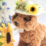 ひまわりリボンの可愛い麦わら帽子　犬用アクセサリー　写真撮影　ヘアアクセ　