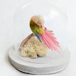 ウロコインコ　ガラスドーム