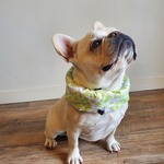 クールスヌード  L