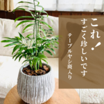 希少☆斑入り　大きなテーブルヤシ　5号　丸型陶器鉢　受け皿付き 観葉植物　インテリア