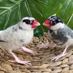 hinabe2131様　オーダー品　羊毛フェルト　桜文鳥