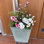 夏の寄せ植え ご注文品