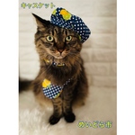 再入荷！レモンドットキャスケット、猫ちゃんの帽子
