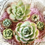 【多肉植物】新品種入り！カット苗6種セット ＋ お楽しみチャンフィー苗1苗♫