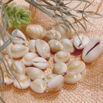 ハナビラダカラ ＊ 大きさ無選別 (約1.5〜2.8cm)  60g