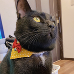 猫首輪