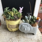 多肉植物寄せ植えおトク2個セット　B