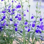 コバルトセージ　挿し穂　20cm 3本