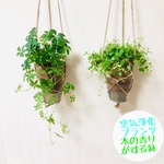 【セット販売】シュガーバイン　ペペロミアジェミニ　ハンギング4号サイズ　受け皿付き　観葉植物