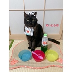 再入荷！かき氷屋さん、猫ちゃんの首輪
