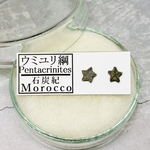 ✴︎No.691-a✴︎希少✴︎化石標本✴︎ モロッコ産 石炭紀 ウミユリの化石ピアス a