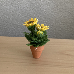 ひまわり　5    ちびっこ鉢