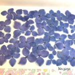 ♡new♡ 作家様必見♡可愛い紫陽花の押し花セット♡