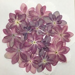 NO.269N限定1個✨スモーキーカラーの八重紫陽花／押し花素材