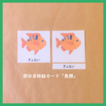 モンテッソーリの文化教育★魚類の部分名称の絵カード