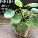 ぺぺロミオイデス♡ピレア♡観葉植物♡ガーデニング