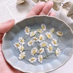  【押し花素材】エリゲロン　ミニ
