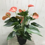 華やか♡  お花長持ち  アンスリウム オレンジ色
