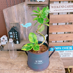 現品SALE♡夏ピックおまけ【くねっとフィカス アルテシマ】ブラウン系ブリキ鉢！素敵な観葉植物♪ナチュラル植物インテリア！お手頃サイズ