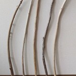 ９０～１００ｃｍ   （各１本ずつでの販売となります！）流木（細い） 各１本ずつでの販売となります！