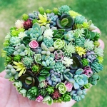 オーダーお受けします 多肉植物寄せ植え ちまちま寄せ植え そのまま飾れる
