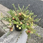 実いっぱい♡  クランベリー    ツルコケモモ