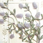 🍀トリフォリニウムバニーズ〜押し花素材