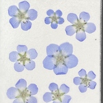 押し花（ネモフィラ)