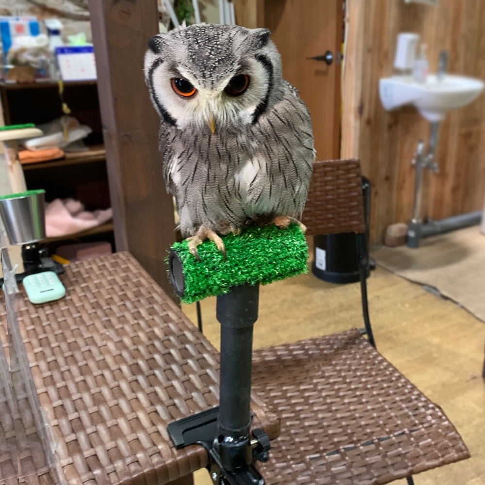 小型猛禽用クリップ式簡易パーチ フクロウやチョウゲンボウなど - at