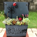 ★送料無料★ ♡そのまま飾れる♡てんとう虫ピック付き♬多肉植物寄せ植え╰(*´︶`*)╯♡