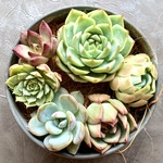 多肉植物カット苗【寄せ植えにどうぞ🌸】