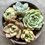 多肉植物カット苗【寄せ植えにどうぞ🌸】