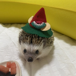 スイカ🍉のねずみ赤　お届けは７月中。送料無料