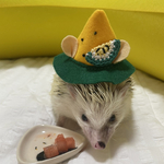 スイカ🍉のねずみ黄色　　※お届けは７月中。送料無料