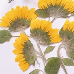 【押し花素材】ひまわり　横向き