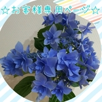 ☆お客様専用ページ☆かめこんぬ様以外のご購入はお控えください