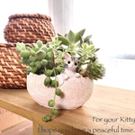 猫ちゃんの多肉植物寄せ植え