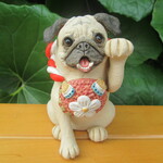 招き犬★パグ（商売繫盛）