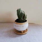 ころりん水玉植木鉢