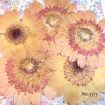 [♡new♡ヴィンテージ風な大人カラー♡ガーベラの押し花セット