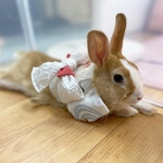 collonさまモニター分　　　　　　うさぎ　ハーネス　kug  